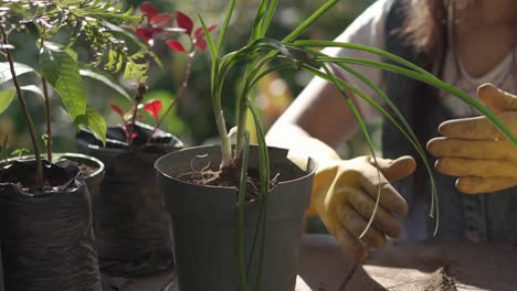 Niña-Con-Guantes-Amarillos-Plantando-Una-Planta-De-Cebollino-En-Una-Maceta.