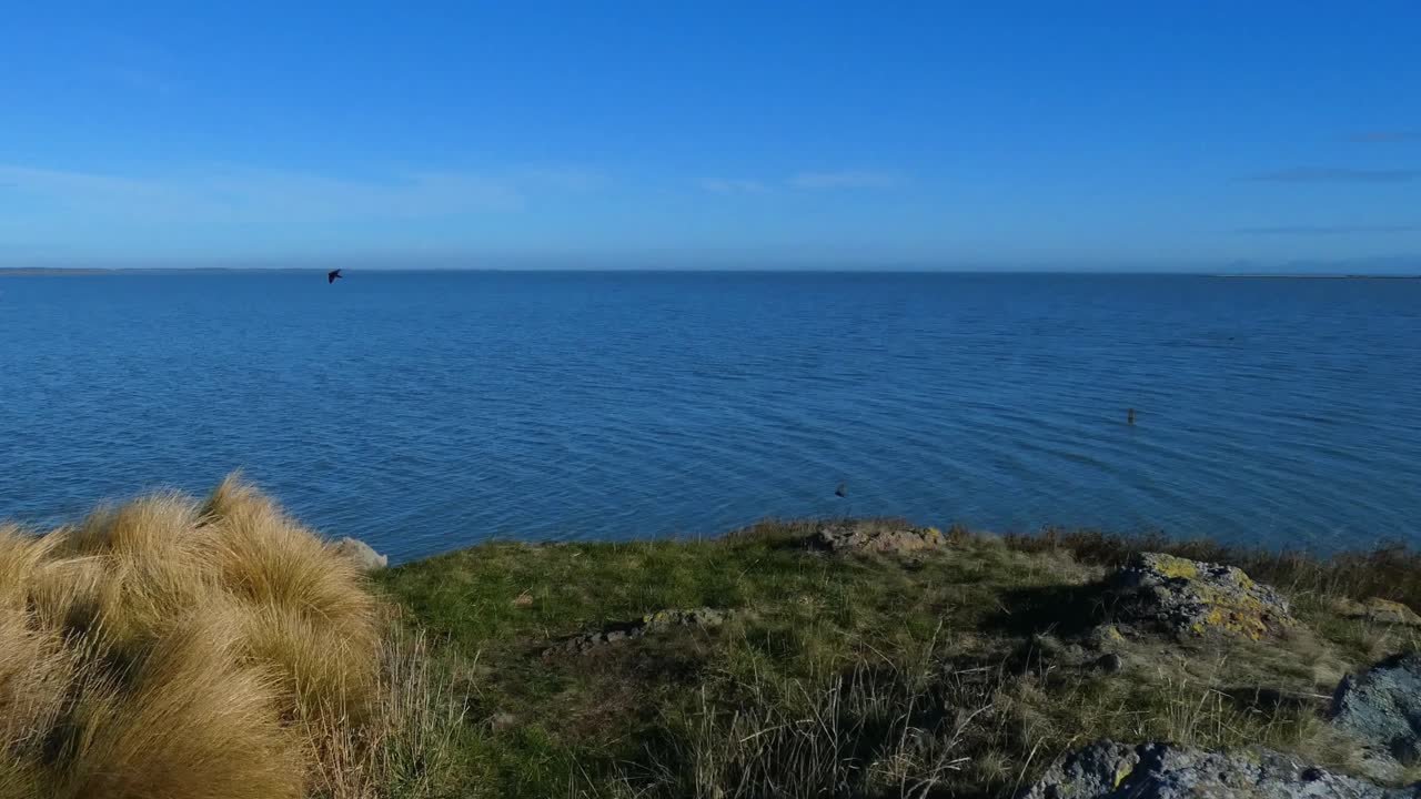 POV walking across grass and rock towards deep-blue colored lake as birds fly back and forth on a beautiful, calm mid-winter's day (Lake Ellesmere, New Zealand)