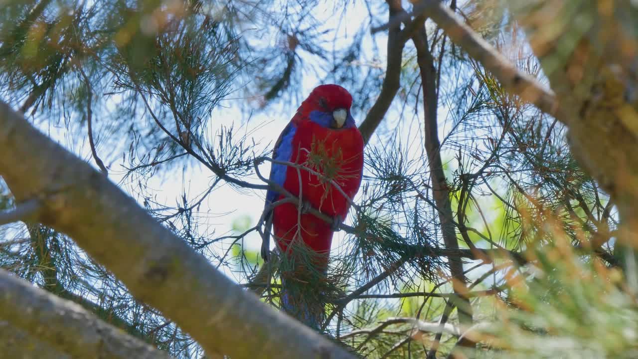 Red and blue bird on branch