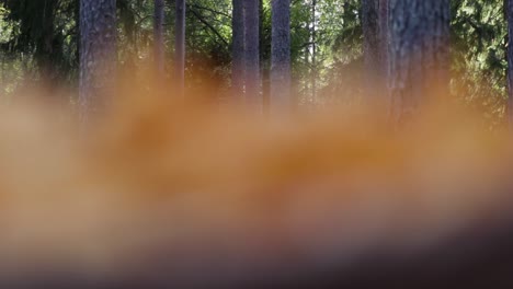 close up of a basket filled with chanterelle mushrooms in a swedish forest