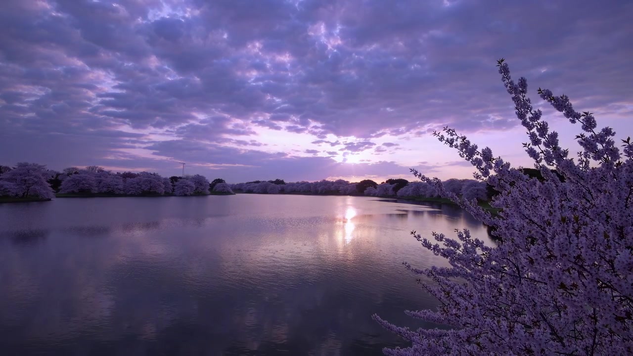 Tramonto su un lago circondato da alberi di ciliegio in fiore