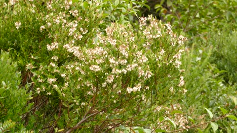 ruby-throated hummingbird flying among flowers in the forest