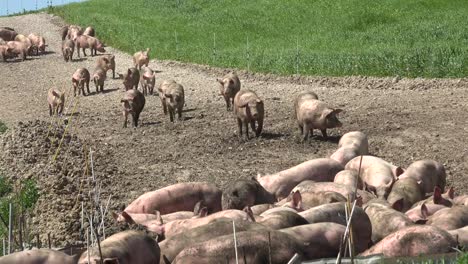 pigs breeding outdoors, bio, food
