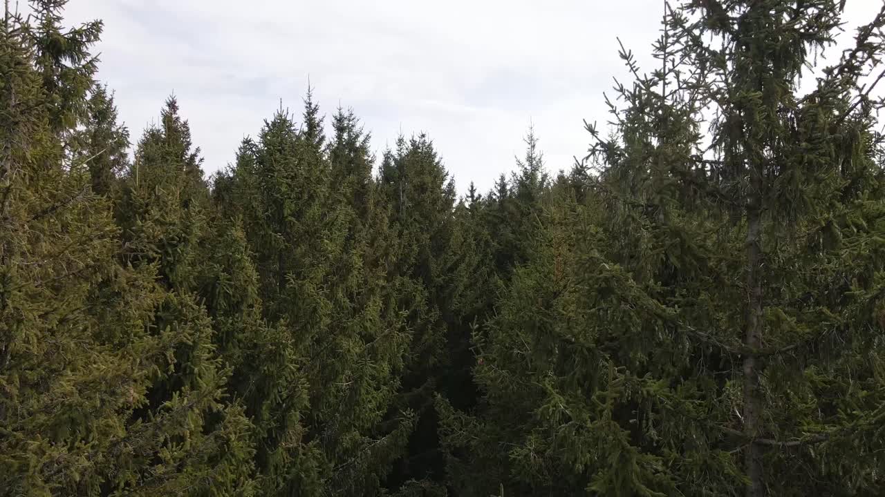 The drone rises above pine trees in the middle of the forest, revealing the surrounding hills and the cloudy sky.