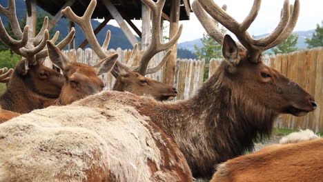 los alces con cuernos grandes se sientan en el suelo mientras comen hierba