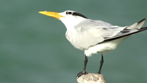 birds wildlife mexico