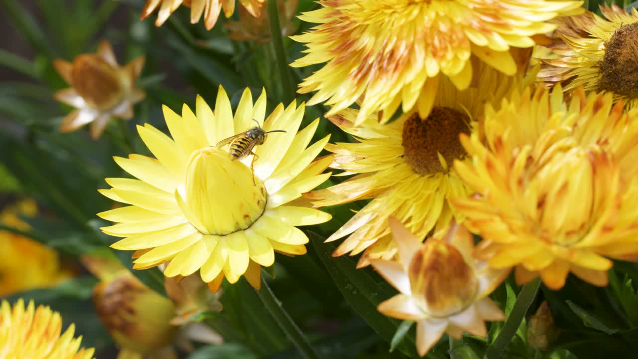 A yellow butterfly feeds on a vibrant strawflower, surrounded by lush yellow blooms in natural daylight. Camera remains steady, capturing detailed pollination behavior