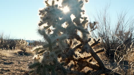 belleza del desierto, panorámica hacia arriba sobre el cactus cholla contra los rayos de sol en joshua tree california