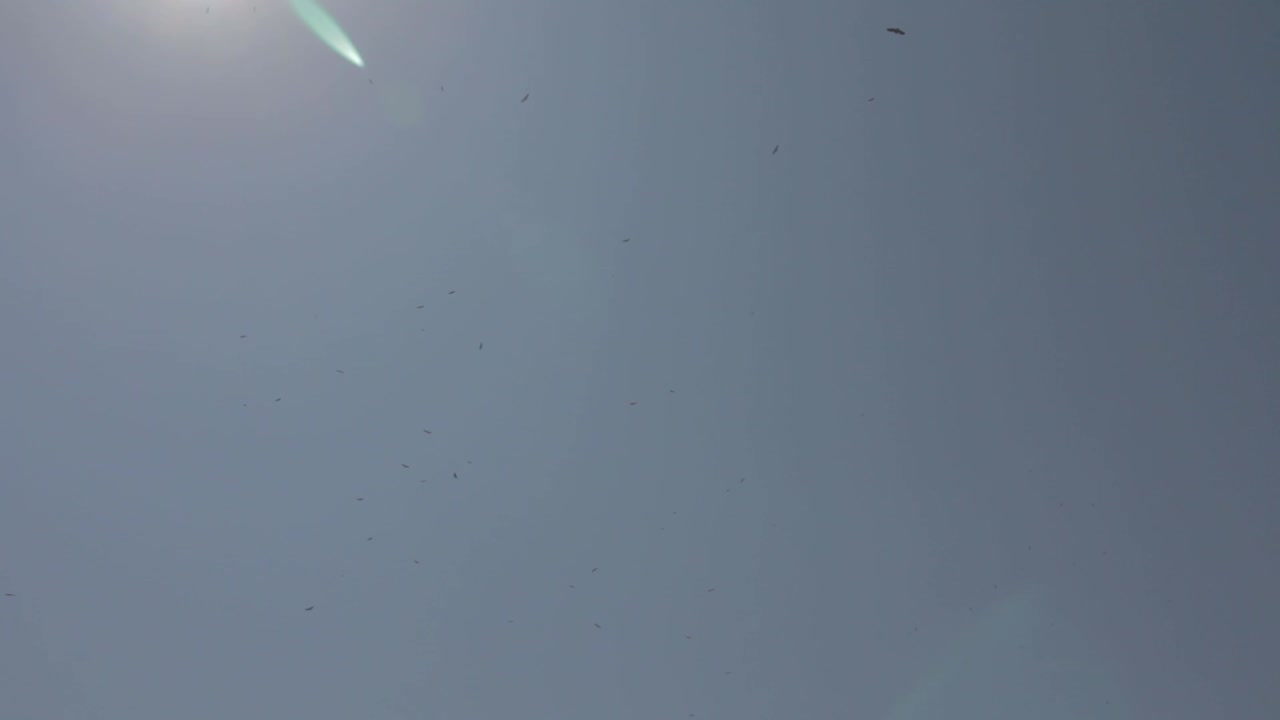 하늘 높이 날아 오르는 그리폰 독수리, 부르고스, 카스티야 이 레온, 스페인