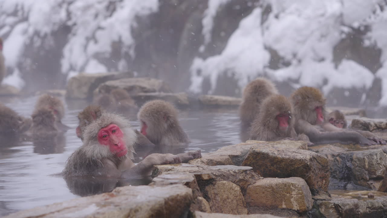 Group of snow monkeys, or Japanese macaques, relax in a hot spring at Jigokudani. Snow falls and steam rises around them in a peaceful, contemplative winter scene