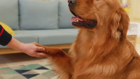 Portrait-of-cute-dog-lying-on-the-gray-couch-sticking-out-tongue-in-living-room-at-home-shakes-hands,-happy-golden-retriever-resting-near-window,-modern-house-interior