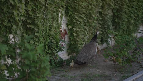 peahen and chick stroll beside leafy ivy covered wall in soft light