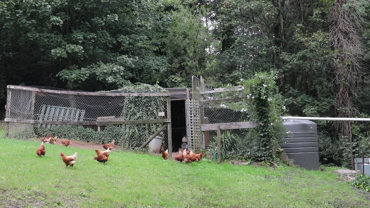 Static view capturing a free-range chicken freely exploring a village garden, embracing its natural surroundings