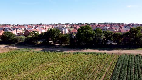 Vista-Aérea-Sobre-Los-Campos-Cultivados-Y-El-Pueblo-De-Aylesham,-En-Inglaterra