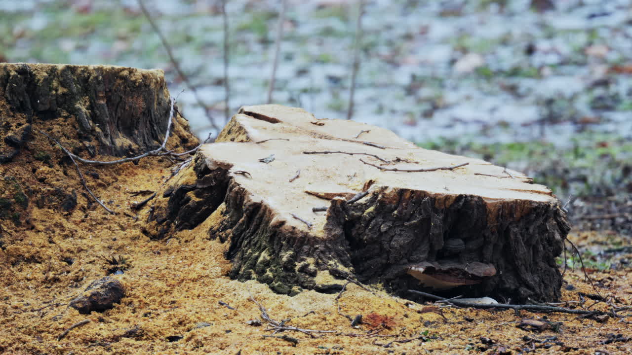 Close up of old tree stump covered with sawdust and decaying wood in a forest environment