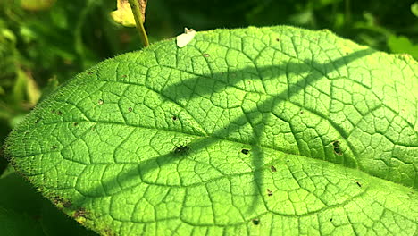 ants walking on leafy plants,wild life