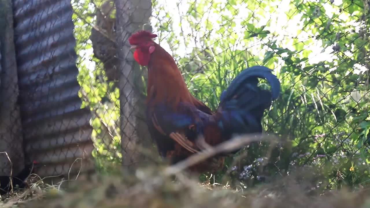 Chicken cock flapping its wings on free range farm with green grass in the barn house, low angle close up