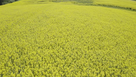 Primer-Plano-Aéreo-Del-Campo-De-Canola-En-Flor-En-Un-Día-Soleado