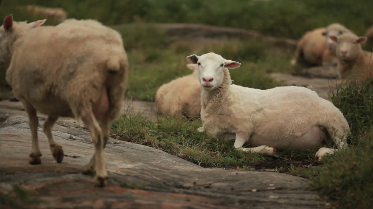 una oveja esquilada se sienta en los campos