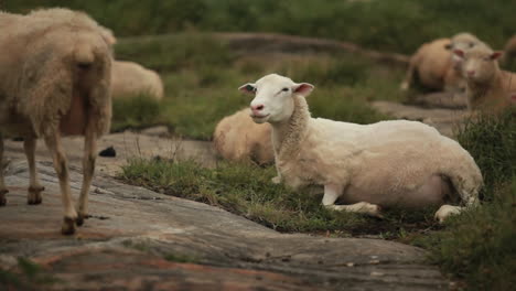 Una-Oveja-Trasquilada-Se-Sienta-En-El-Campo