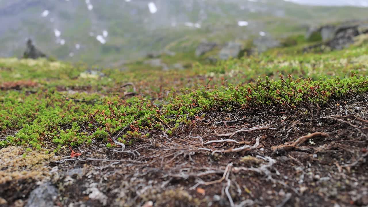 tundra ártica. hermosa naturaleza paisaje natural de noruega. la vegetación de la tundra está compuesta por arbustos enanos, setas, hierbas, musgos y líquenes.