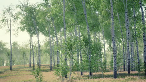 bosque de abedules a la luz del sol por la mañana