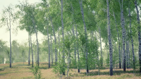 birch forest in sunlight in the morning