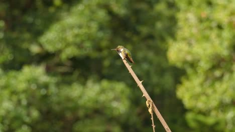 un hermoso colibrí verde posado en una ramita mirando a su alrededor