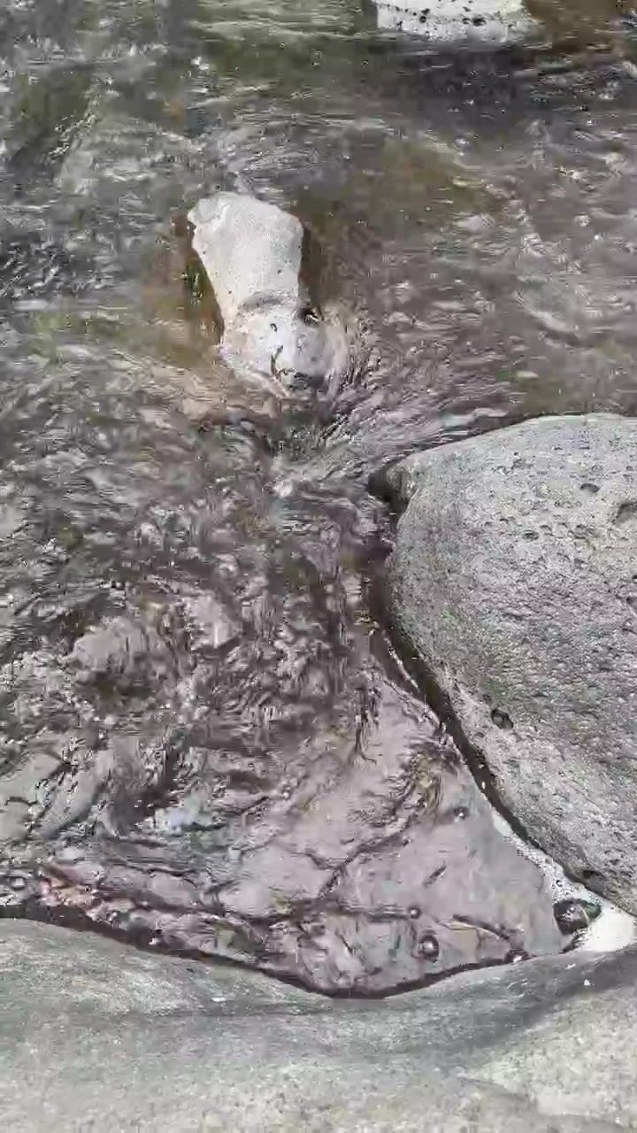 Acqua limpida che scorre sulle rocce in un ruscello di montagna