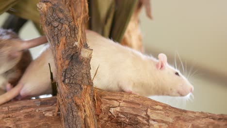 rats exploring a wooden branch in their cage