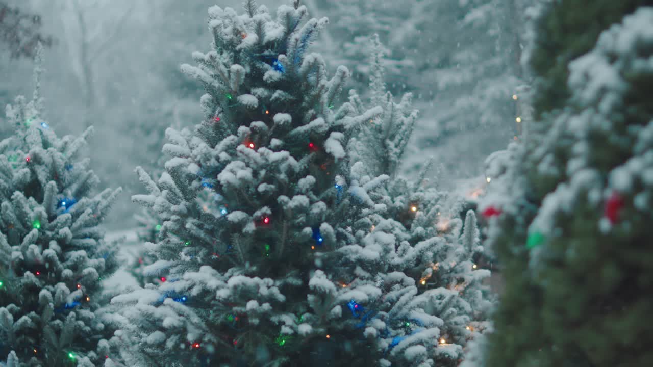 Outdoor Christmas tree decoration lights globe snow winter cold weather spruce evergreen