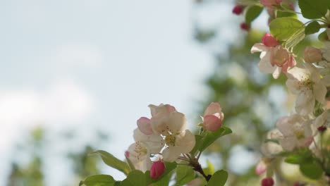 beautiful close up of a white crab apple tree in bloom during early spring in slow motion in vosges france