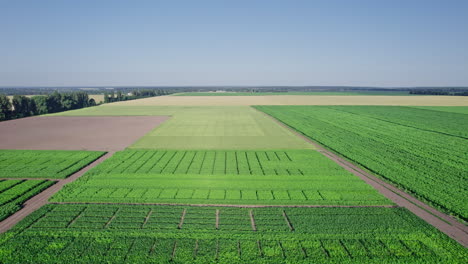 hermoso paisaje de verano de un campo de maíz