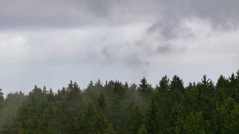 bosque de niebla bajo un cielo nublado