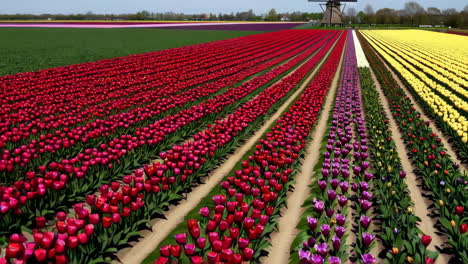 colorful tulip fields and windmills in the netherlands