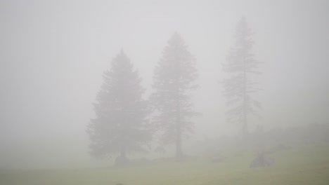 fir trees in heavy fog in swiss mountains