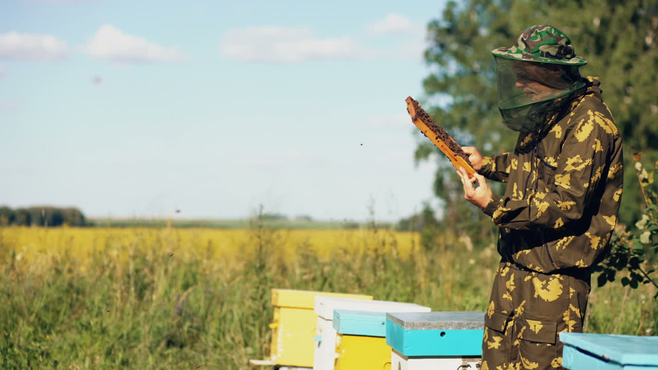 Beekeeper inspecting honeycomb in a field