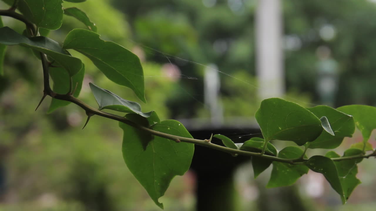 fuente fluye con agua en la habana cuba