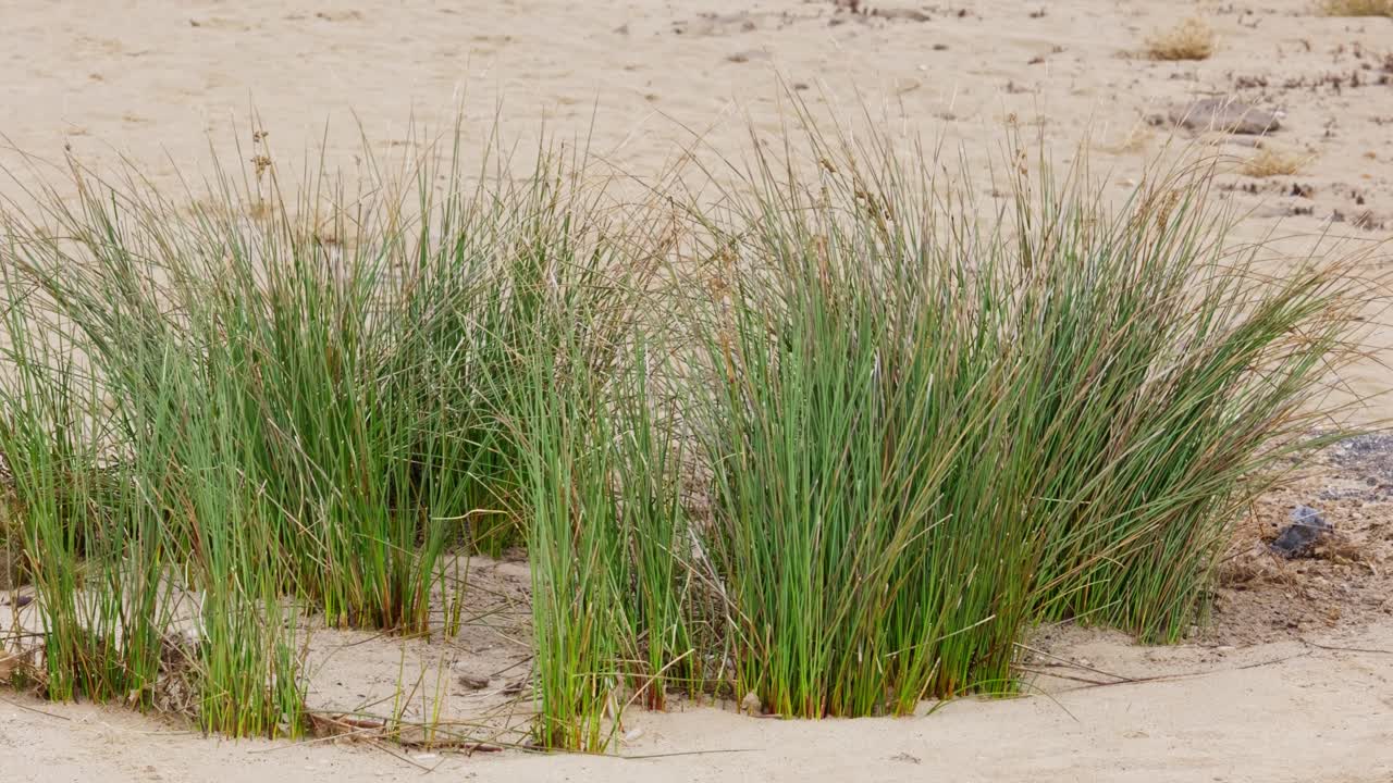 la hierba de la playa europea borrosa, las cañas y los tallos se balancean en el viento, a lo largo de la costa aislada en las dunas de arena blanca