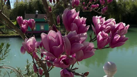 magnolias rosas junto a un estanque con una casa pequeña