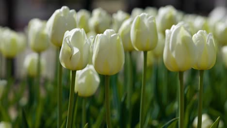 Hermosos-Tulipanes-En-Holanda,-Pueblo-Holandés-De-Michigan