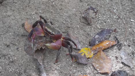 seychelles land crab walking on sand holding leaf before entering hole