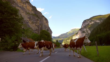 this is a slow motion 4k 60fps shot of cows walking down the street with a farmer in lauterbrunnen switzerland