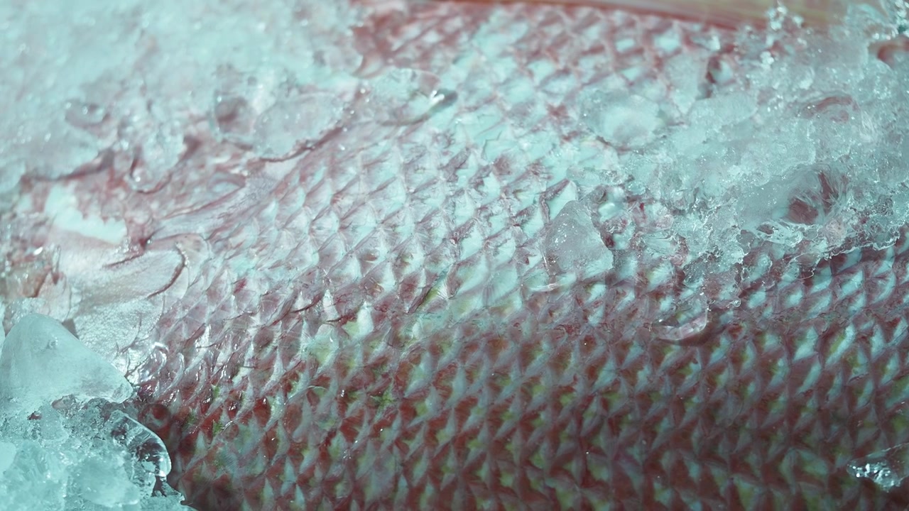Primo piano di squame fresche di dentice rosso con ghiaccio che si scioglie.