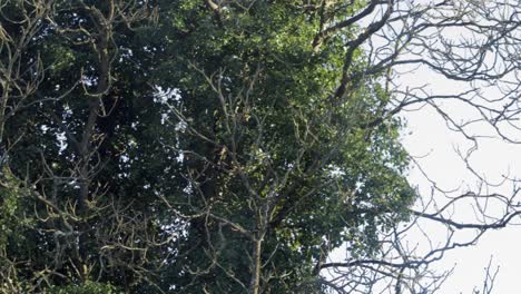 Squirrel-jumping-between-trees-chasing-another-squirrel