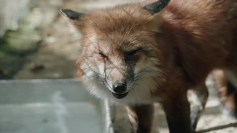 zorro rojo ezo lamiendo su hocico y nariz después de beber agua en el pueblo de zorros zao en miyagi, japón