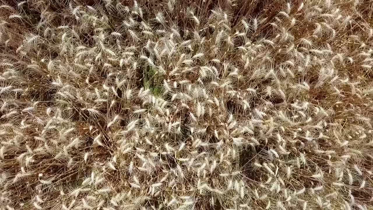 호밀밭 공중 촬영