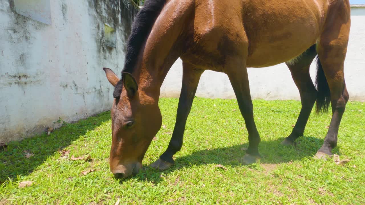 primer plano de caballo marrón comiendo hierba y mirando a la cámara