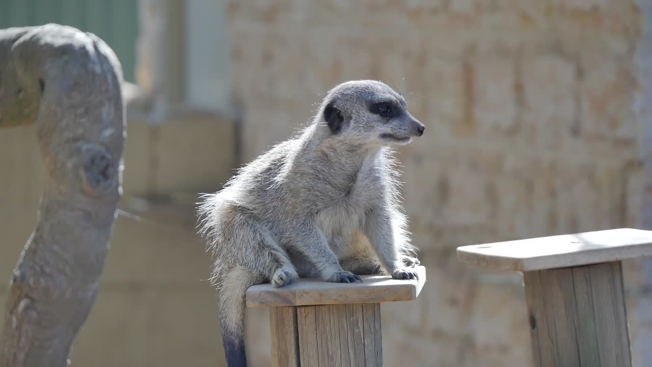 Meerkat supervising on a platform