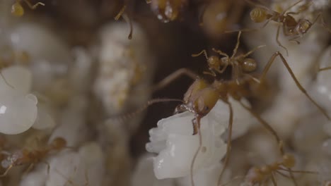 leaf cutter ants inside nest - worker with jaws on pupae